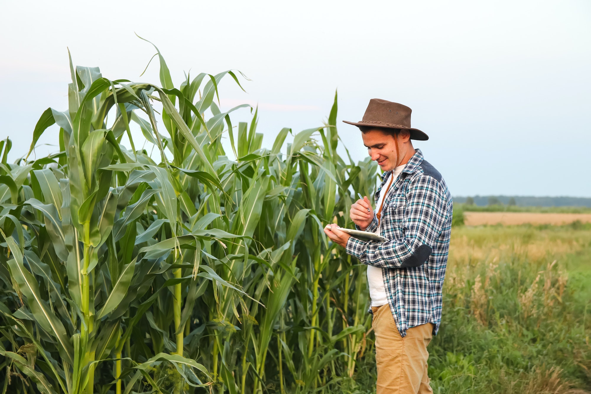 Agro tech tablet. Caucasian calm male maize grower in overalls walks along corn field with tablet pc